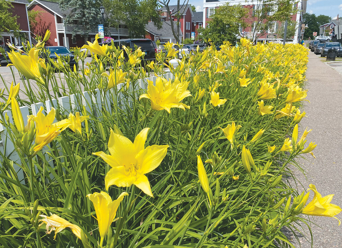 Lillies of the alley
